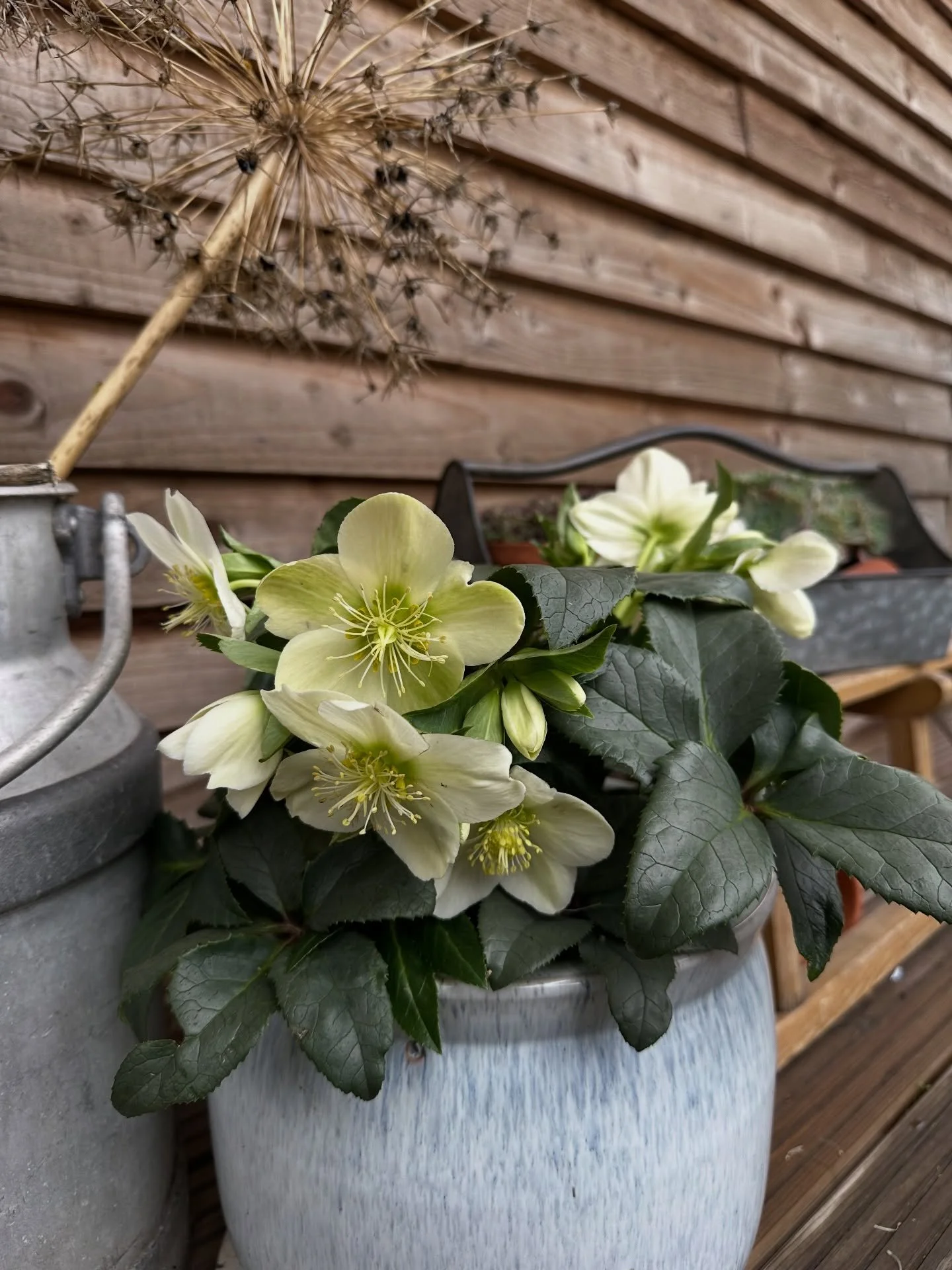 From just waking up at the beginning of December, to being in full bloom by the end. 

This hellebore is shining brightly on these bright winter days we&rsquo;ve been having. 

It&rsquo;s important to have something in your garden that draws you out 