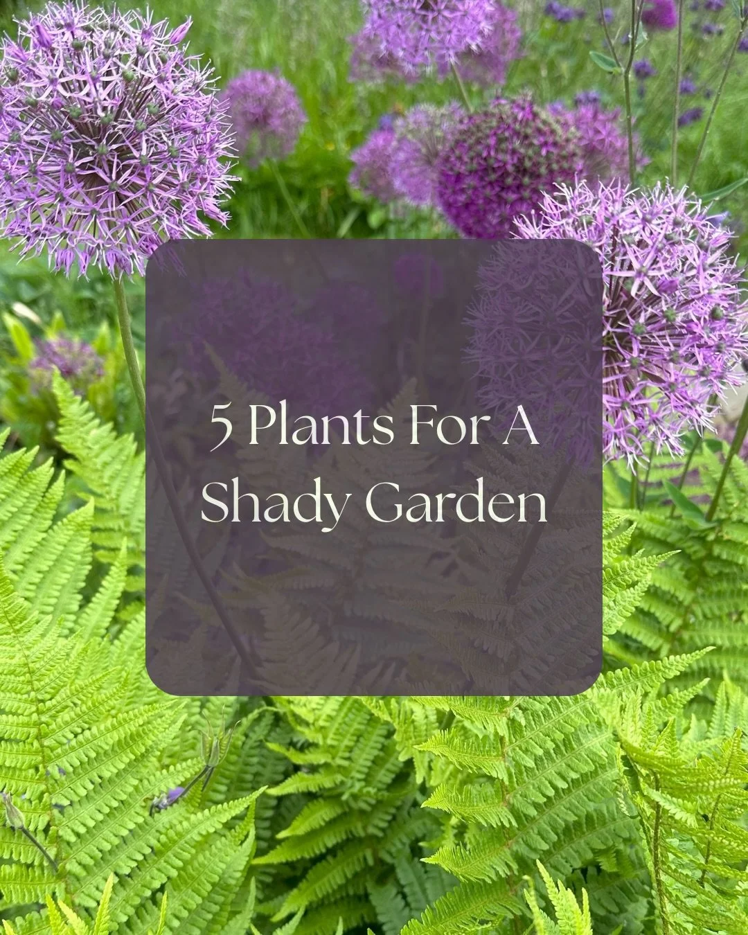 Whether you&rsquo;ve got a shady patch or a North Facing garden, we all have a space in our gardens that doesn&rsquo;t get much sunshine. 

Choosing the right plants that thrive in those conditions is key to making even the shadiest of spots shine. 

