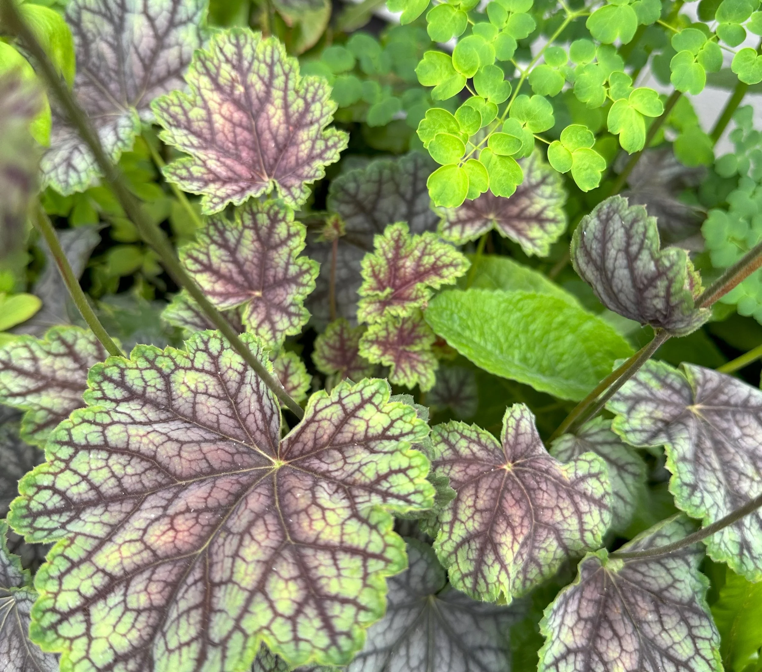 The North Facing Garden Design Guide