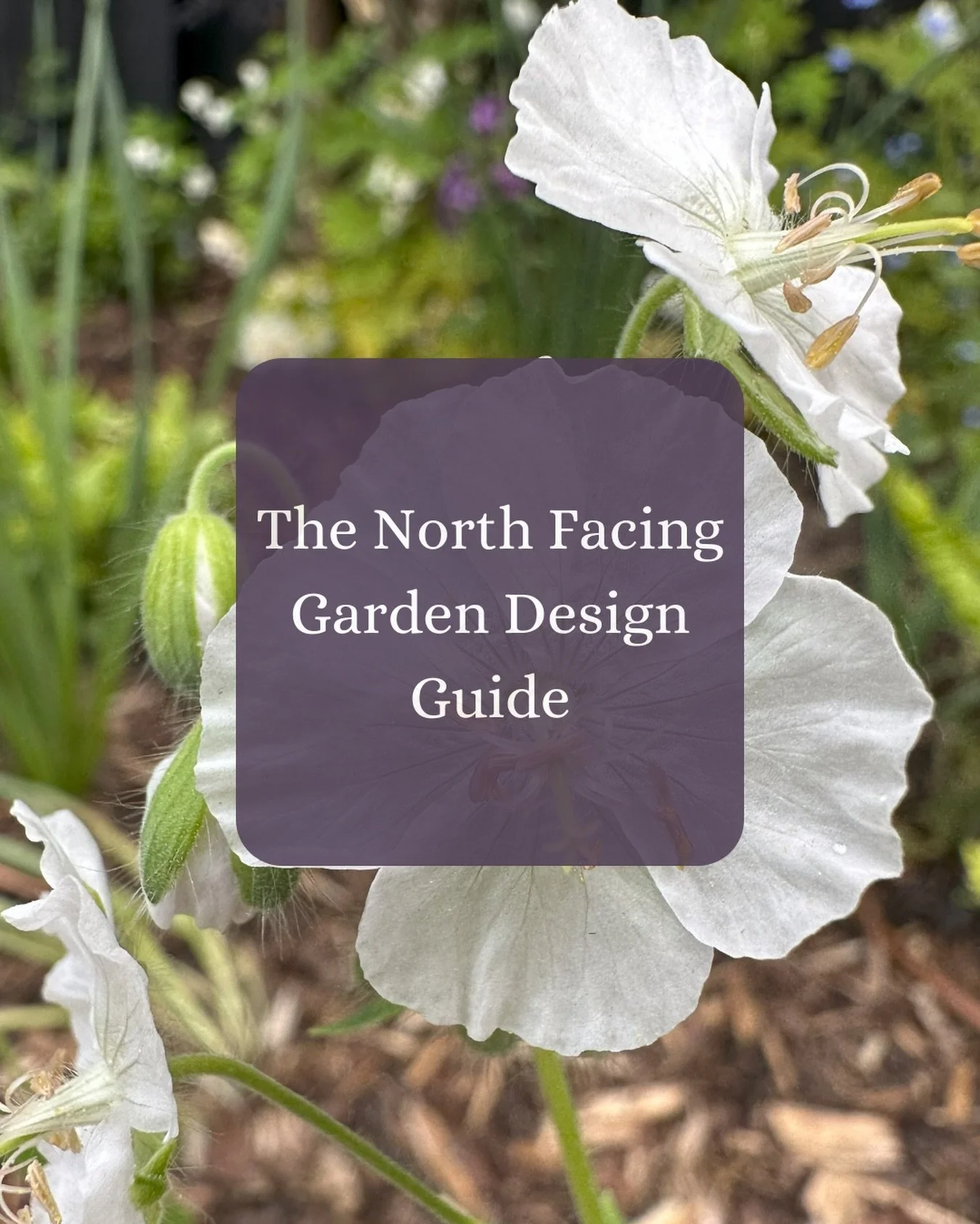 This months garden design guide is all about the North Facing garden. 

Giving you ideas to maximise your opportunities and solutions for any problems your garden is giving you. 

Want some shady planting suggestions? It&rsquo;s got those, too. 

Rem