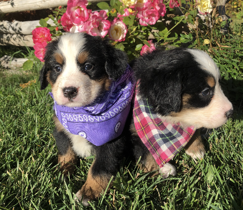 newPup3 (1).PNG