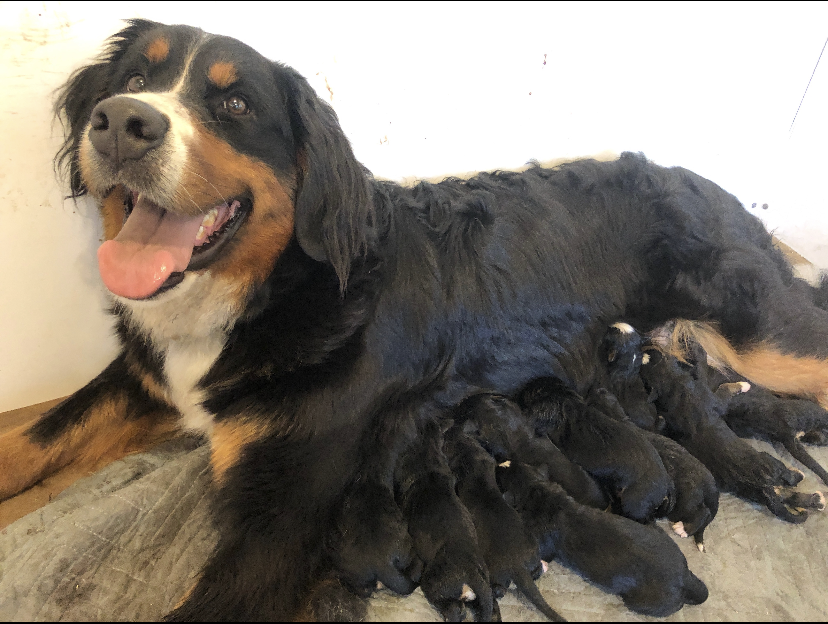 newPup7.PNG