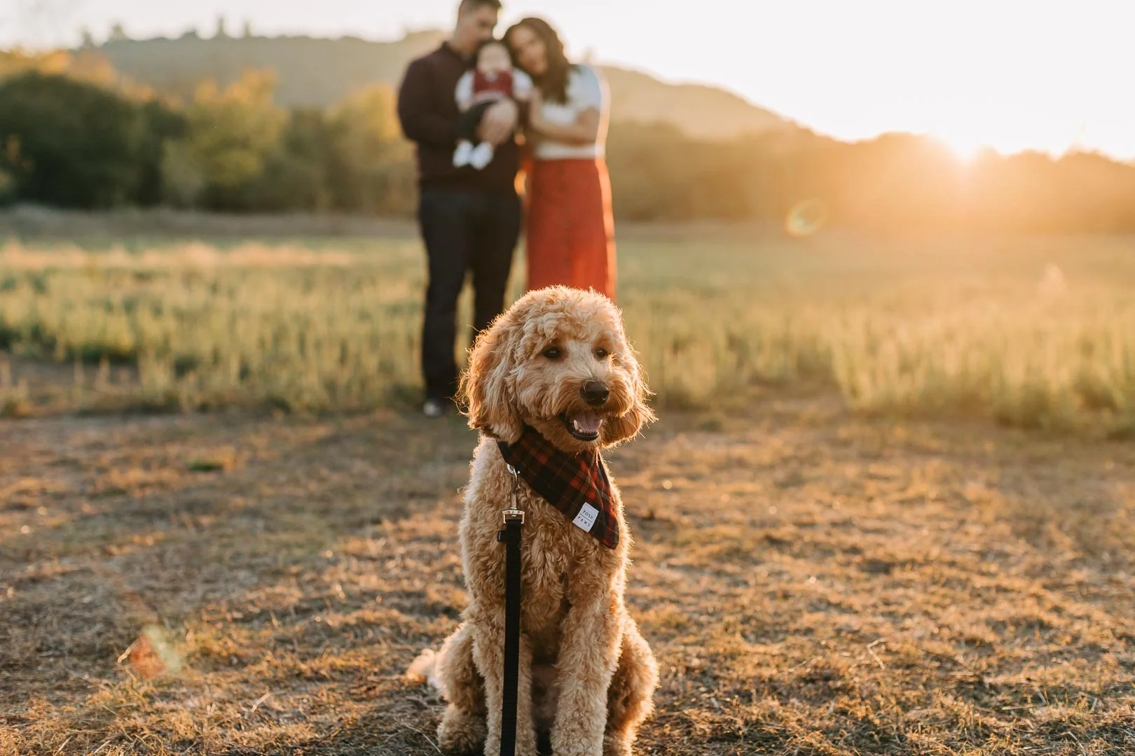 san diego doodle dog photo in field
