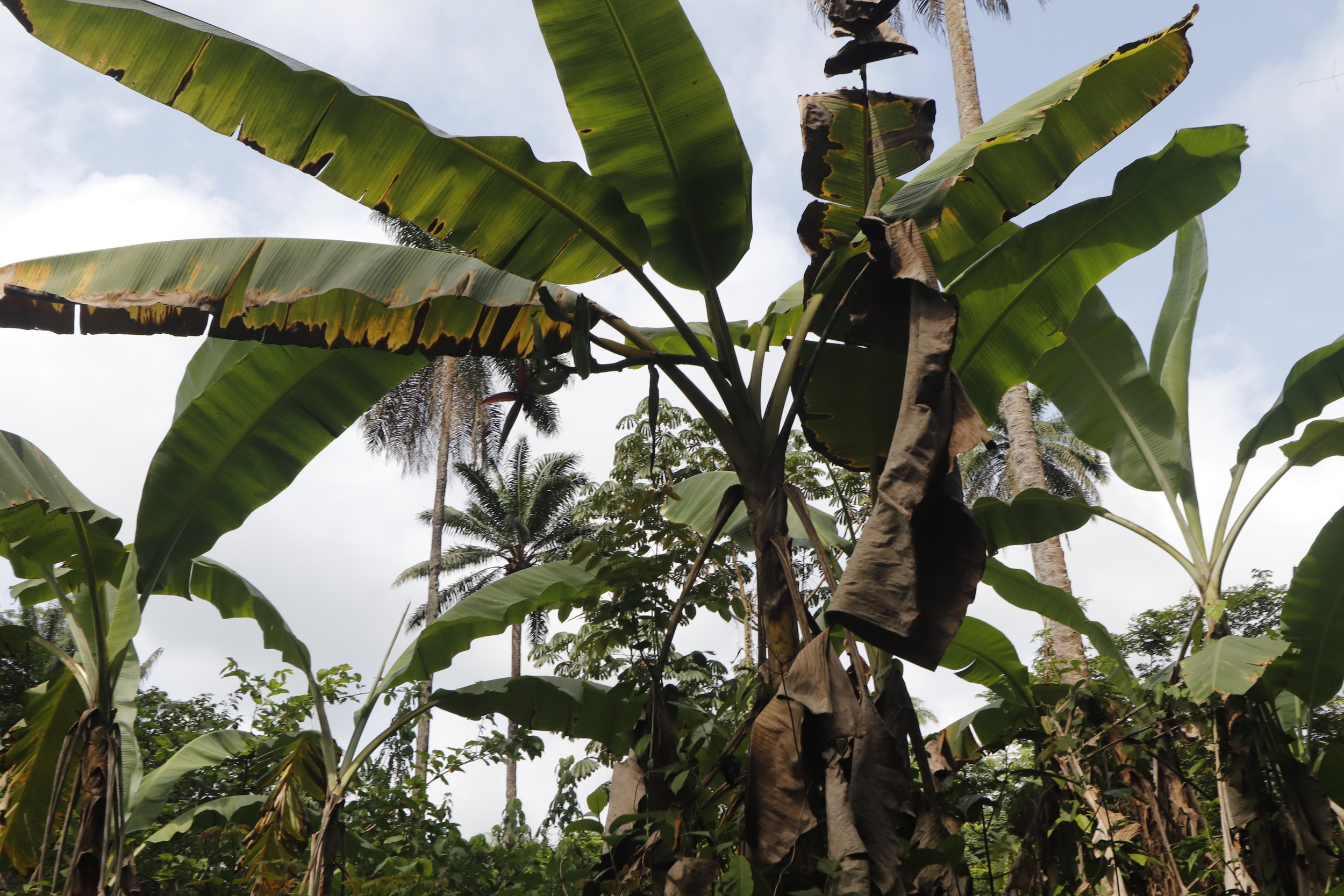 Protecting The Rainforest