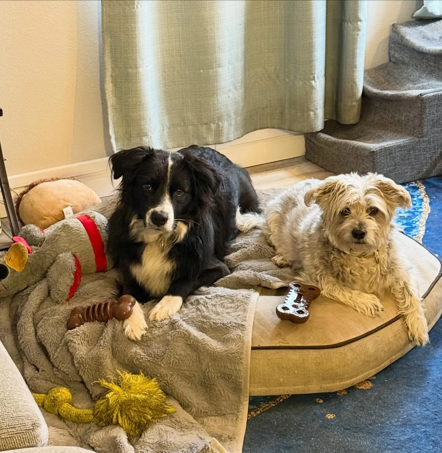 It&rsquo;s amazing how good they can be when they want someone to bring them gifts and snacks&hellip;

.

.

.

.

.
#dog #dogs #dogsofinstagram #terrier #bordercollie
