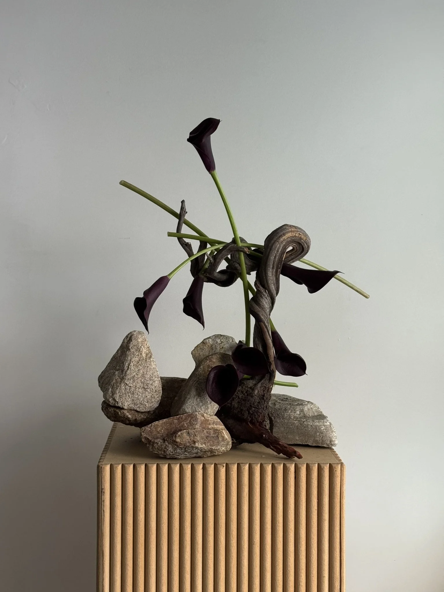 calla-balanced-frond.jpeg
