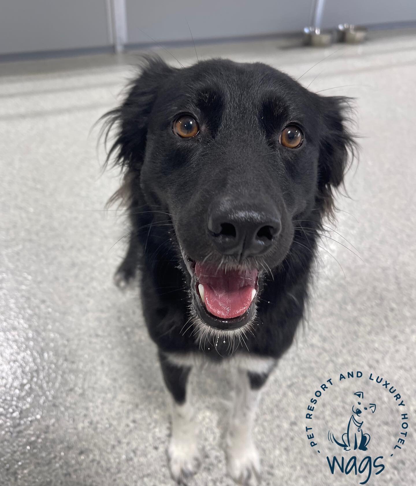 Wags Pet Resort Prescott Valley