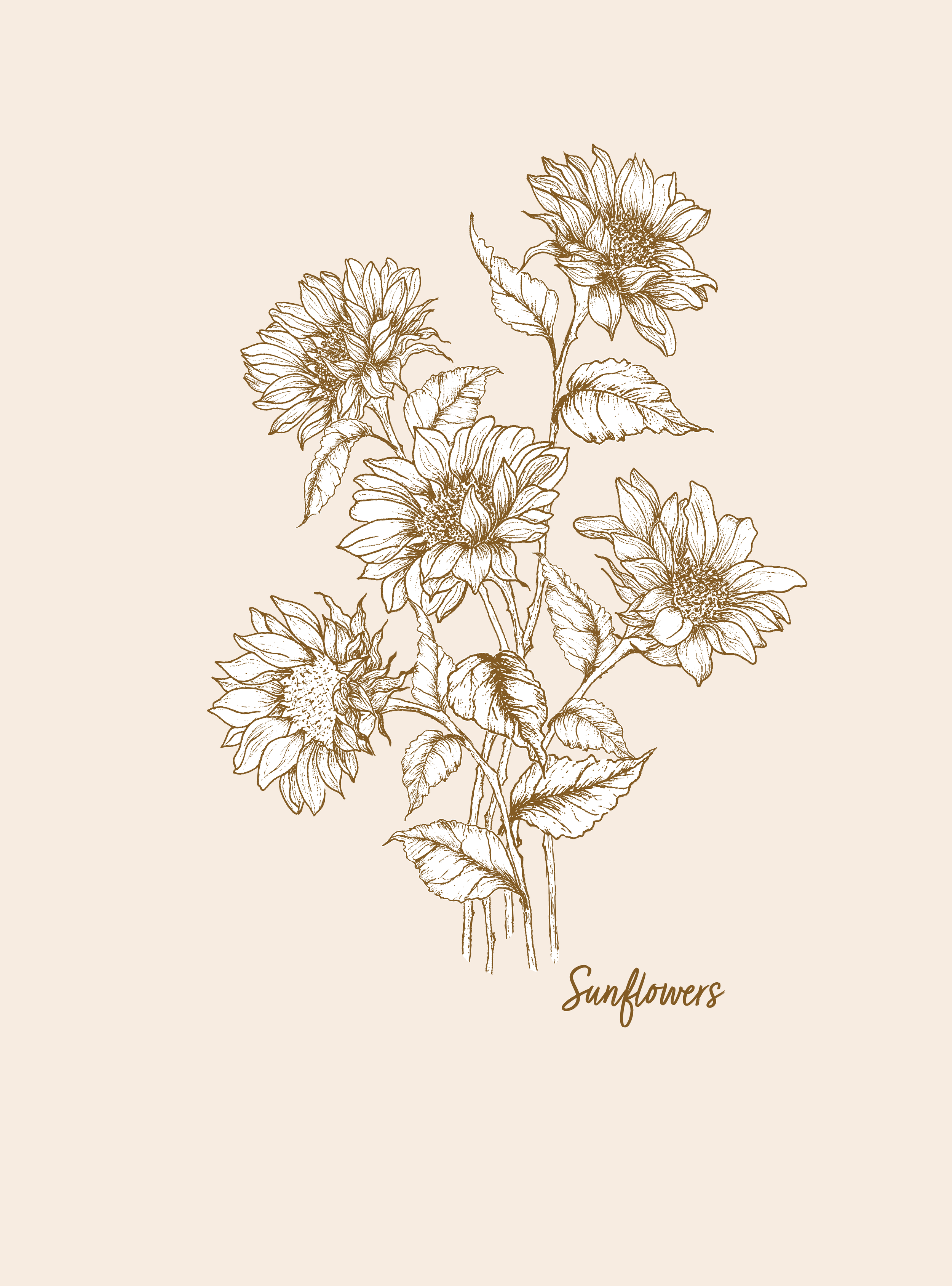 Sunflower botanical line art illustration in engraving style with antique gold linework on cream background by Jean Pham The Bright Leaf Design