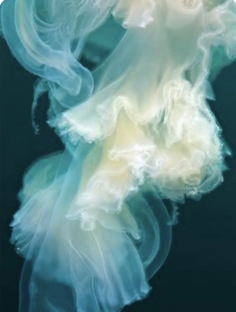 JellyFish.jpg