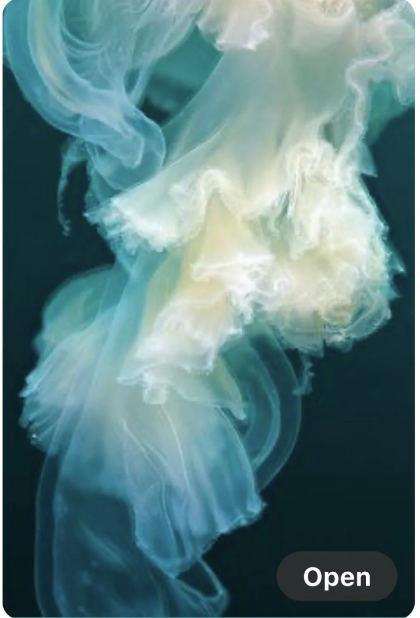 JellyFish.jpg
