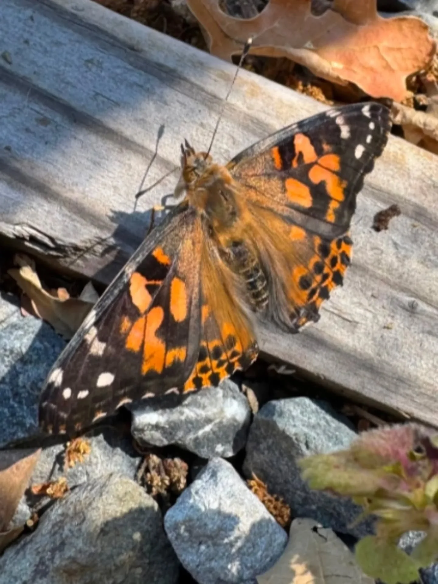 A great way to take advantage of the beautiful weather is to set up a fun challenge for you and your child and go looking for items from nature in a spring scavenger hunt. You can make a simple bingo board, a picture checklist, or even search for the