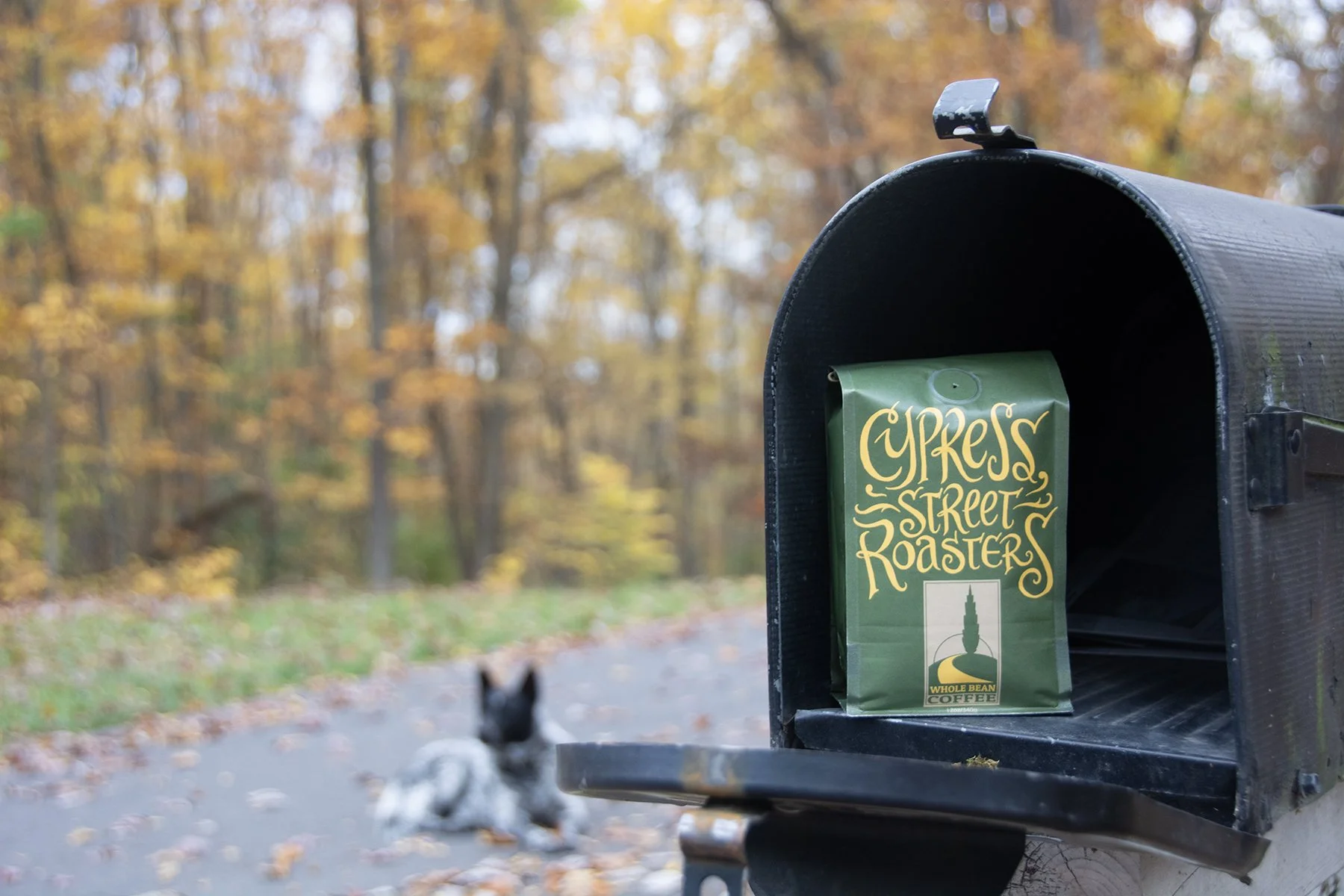Mailbag with "Cypress Street Roasters" coffee in mailbox, dog in background, autumn setting.