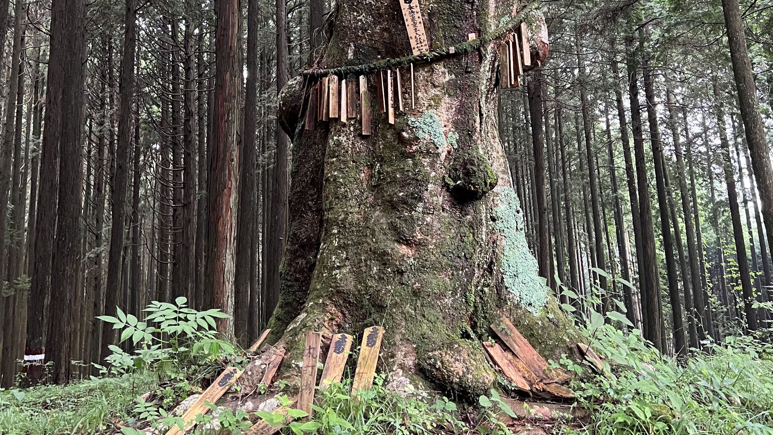 1日目12:00PM：札打ち場の大ケヤキ