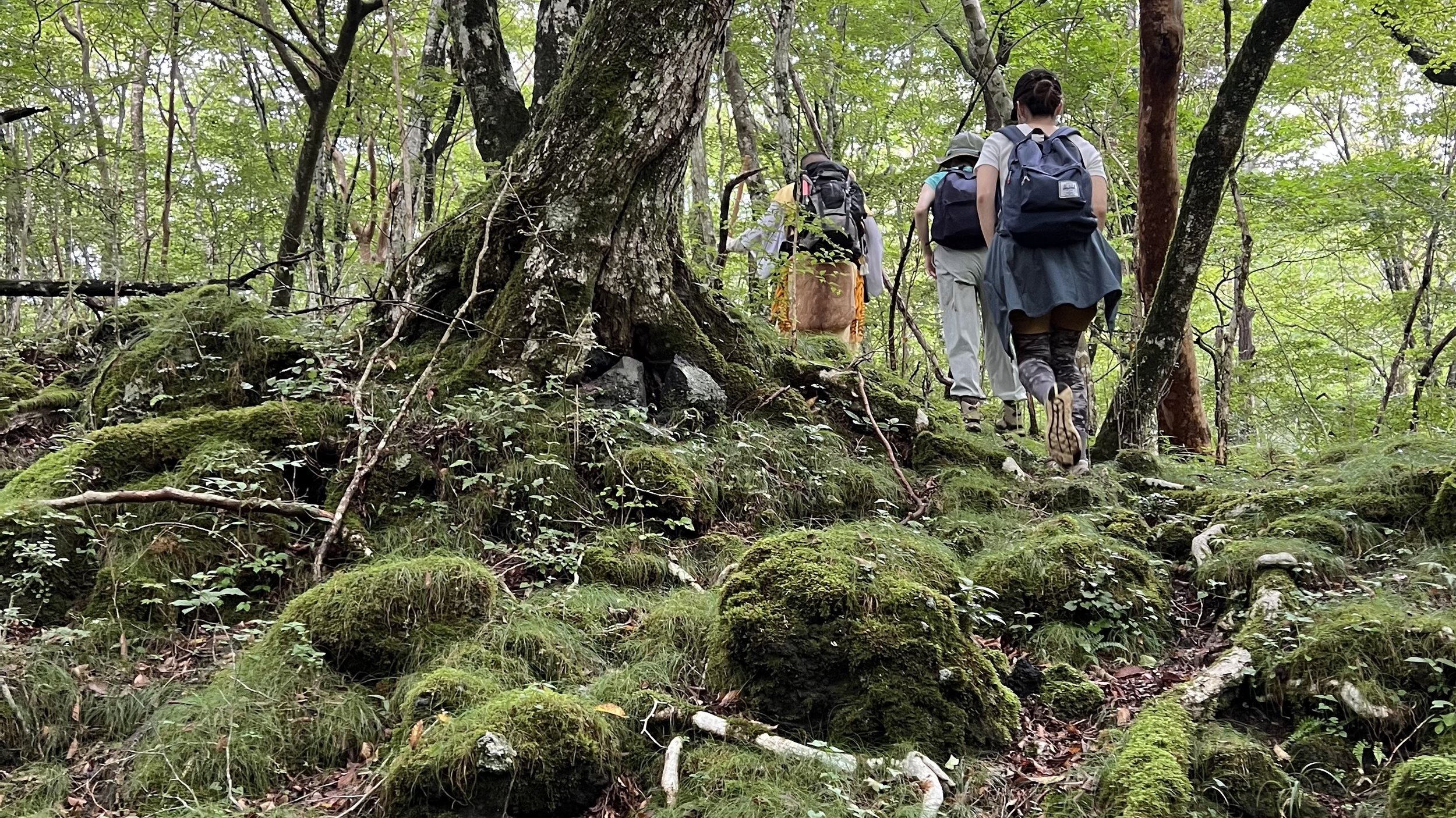 1日目1:30PM：原生林地帯へ