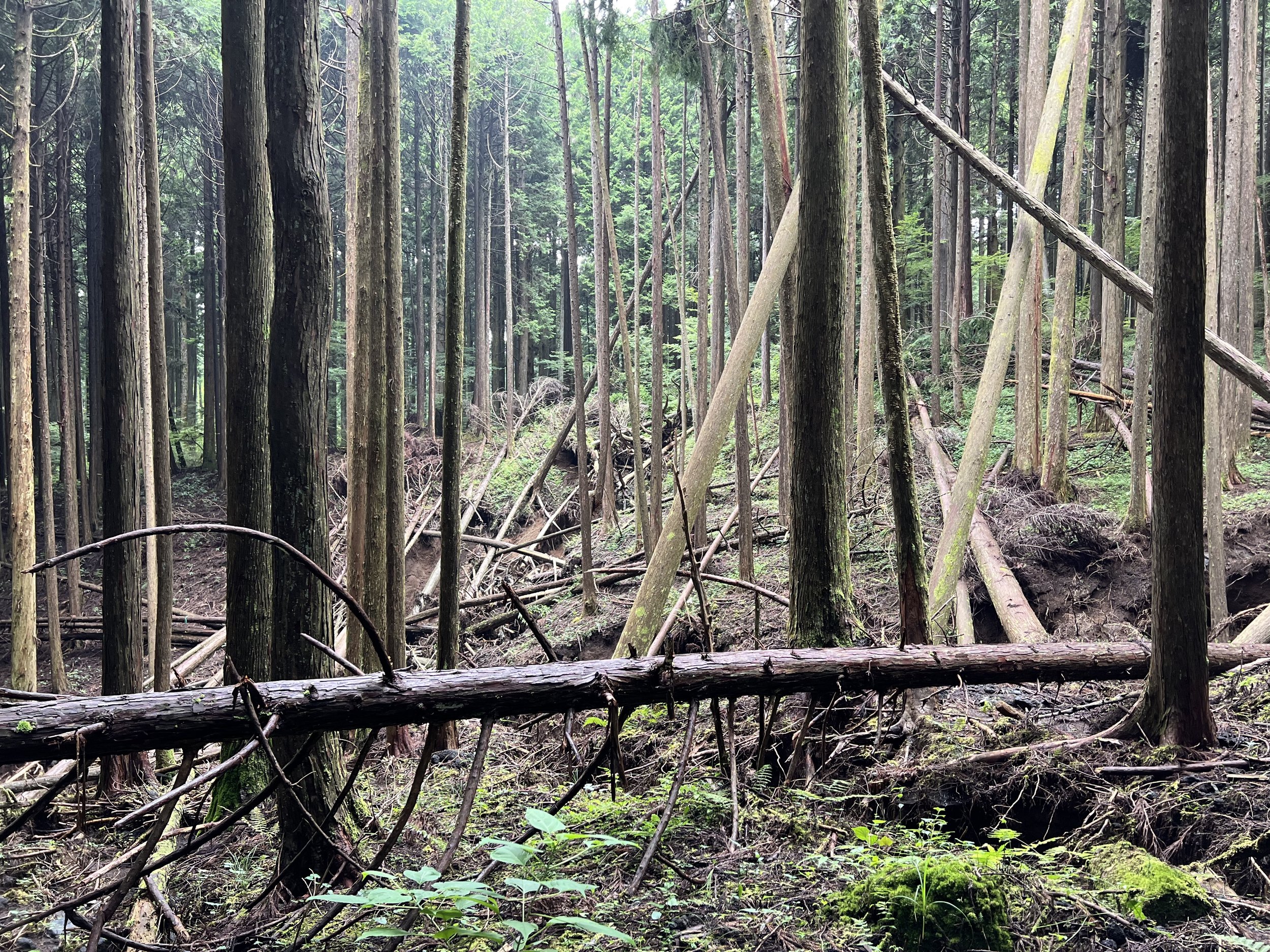 1日目11:00AM：スギ・ヒノキの植林地帯