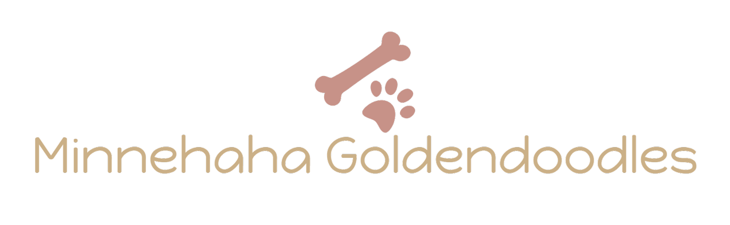 Minnehaha GoldenDoodles