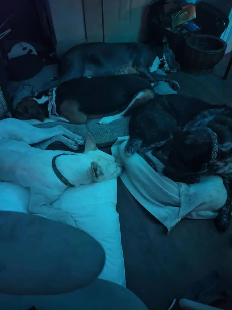 The Midtown Doghouse