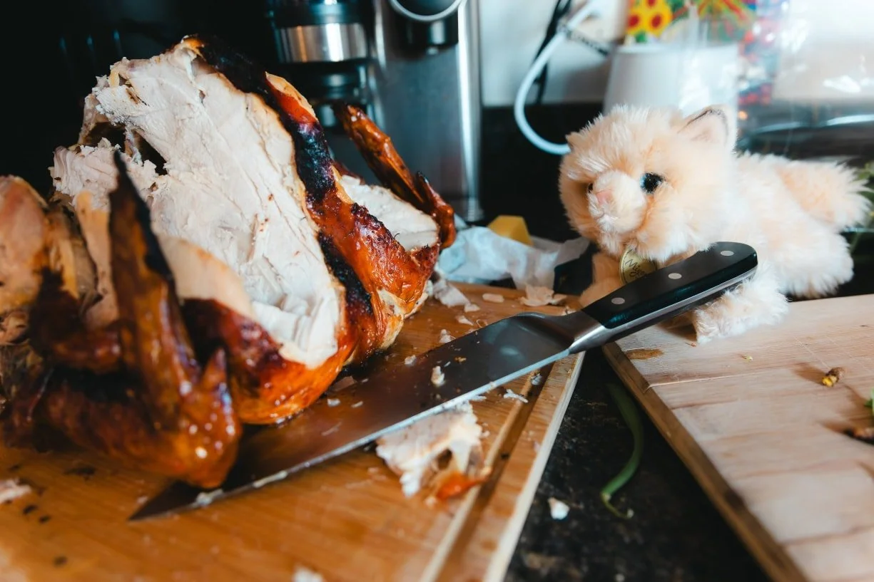 Happy Thanksgiving! Kit the Kat hopes your turkey came out as tasty as his!