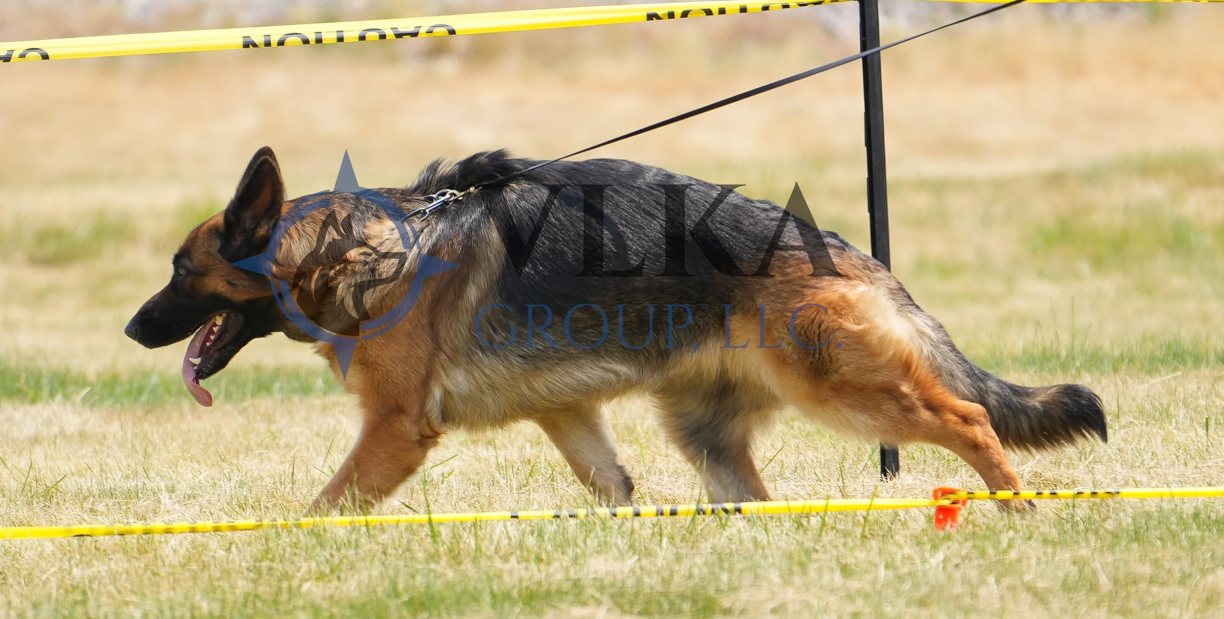 Young Dog Female 41