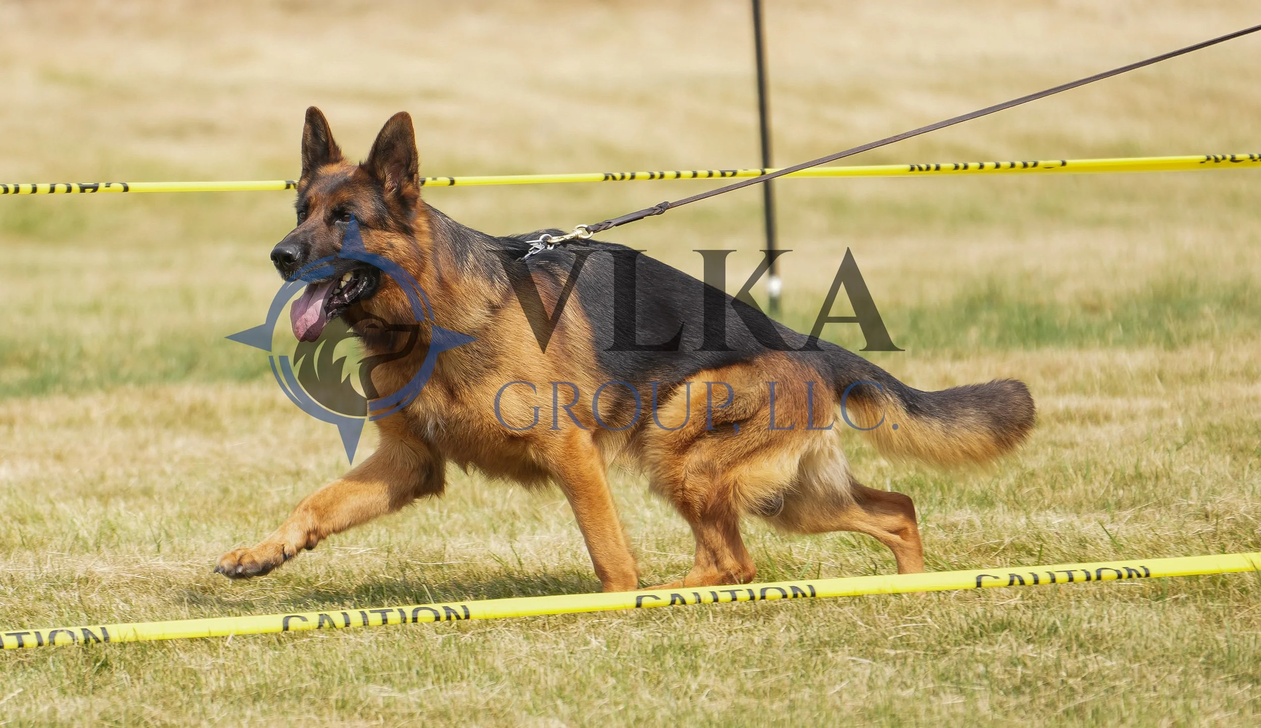 Working Dog Male 67