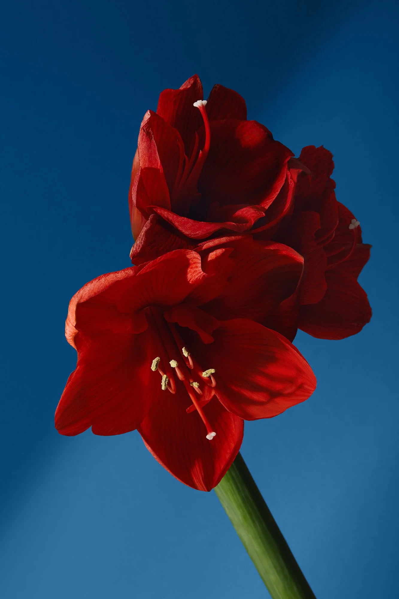Close-up of a red amaryllis flower against a blue background.