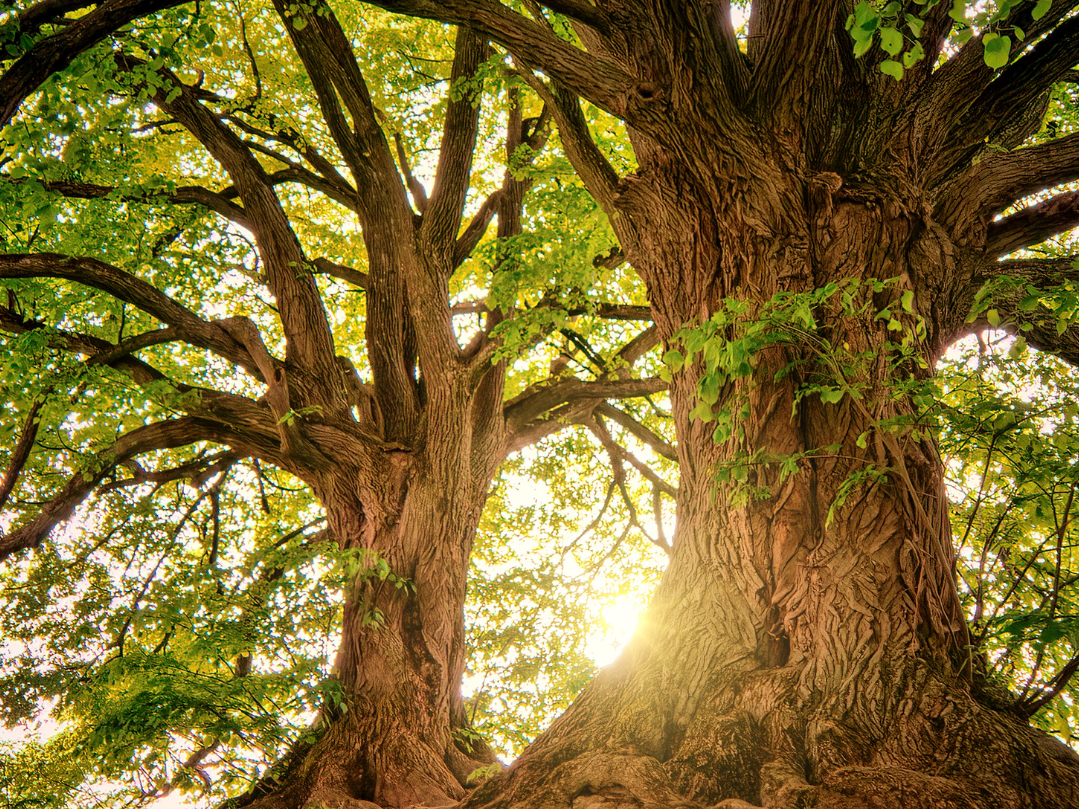 Pianta il tuo albero
