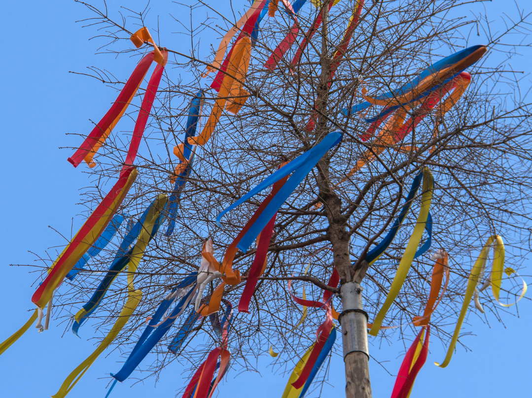 L’albero del Maggio 2026