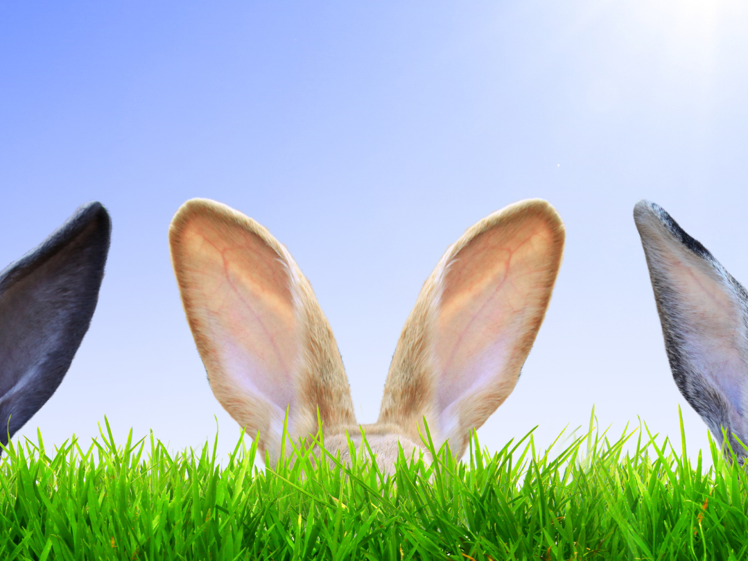 Caccia alle uova 2026