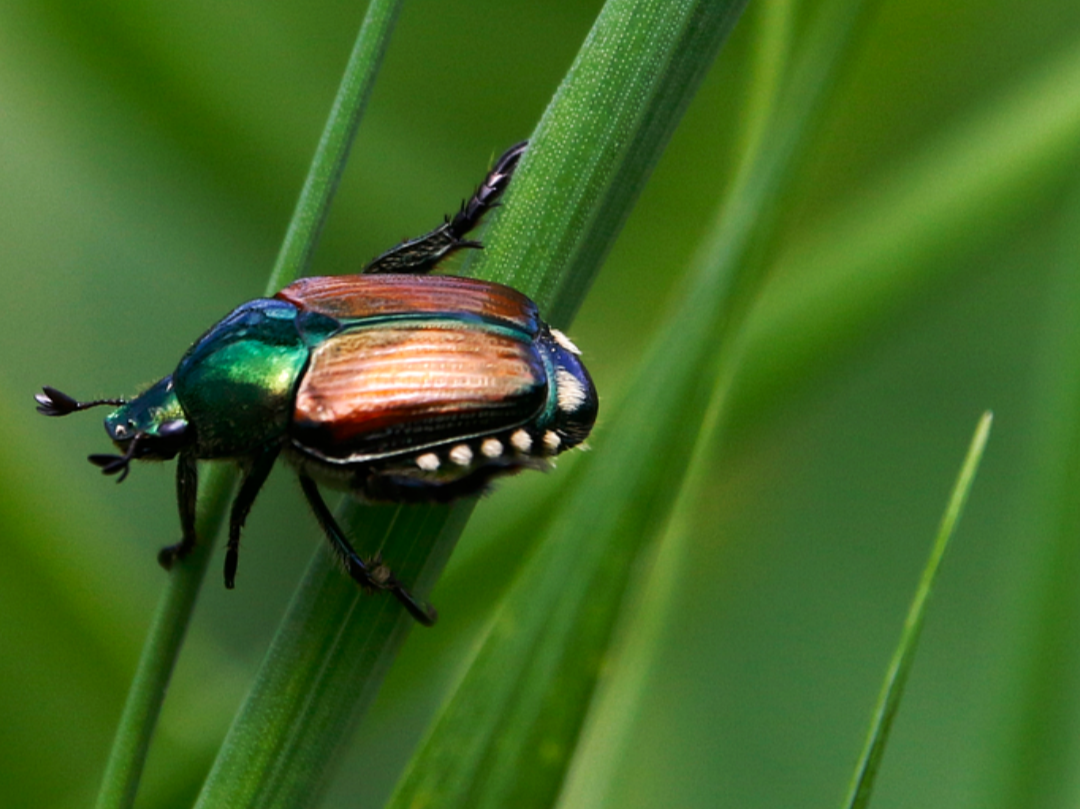 Serata informativa sul coleottero giapponese