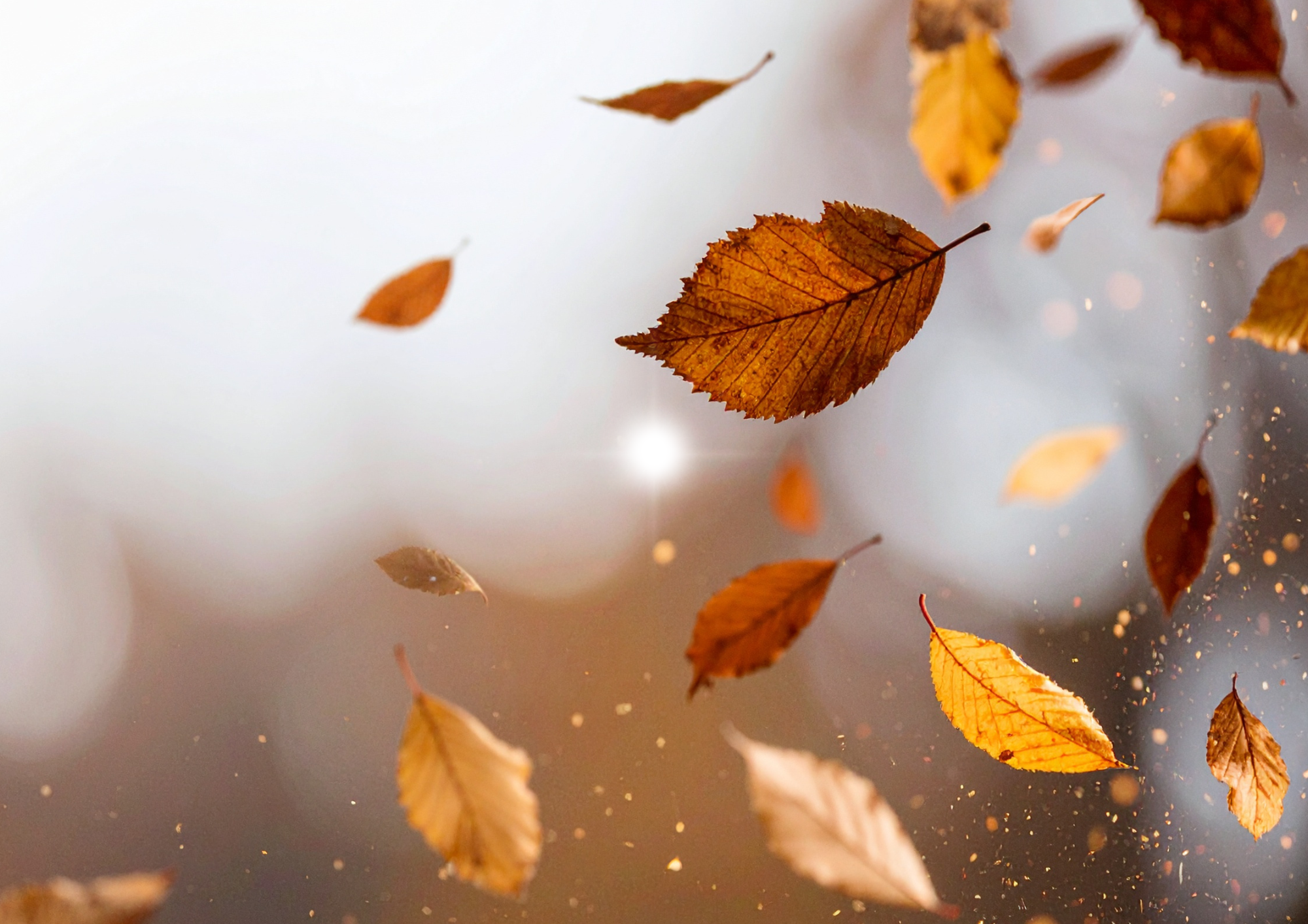 Mercato d’autunno