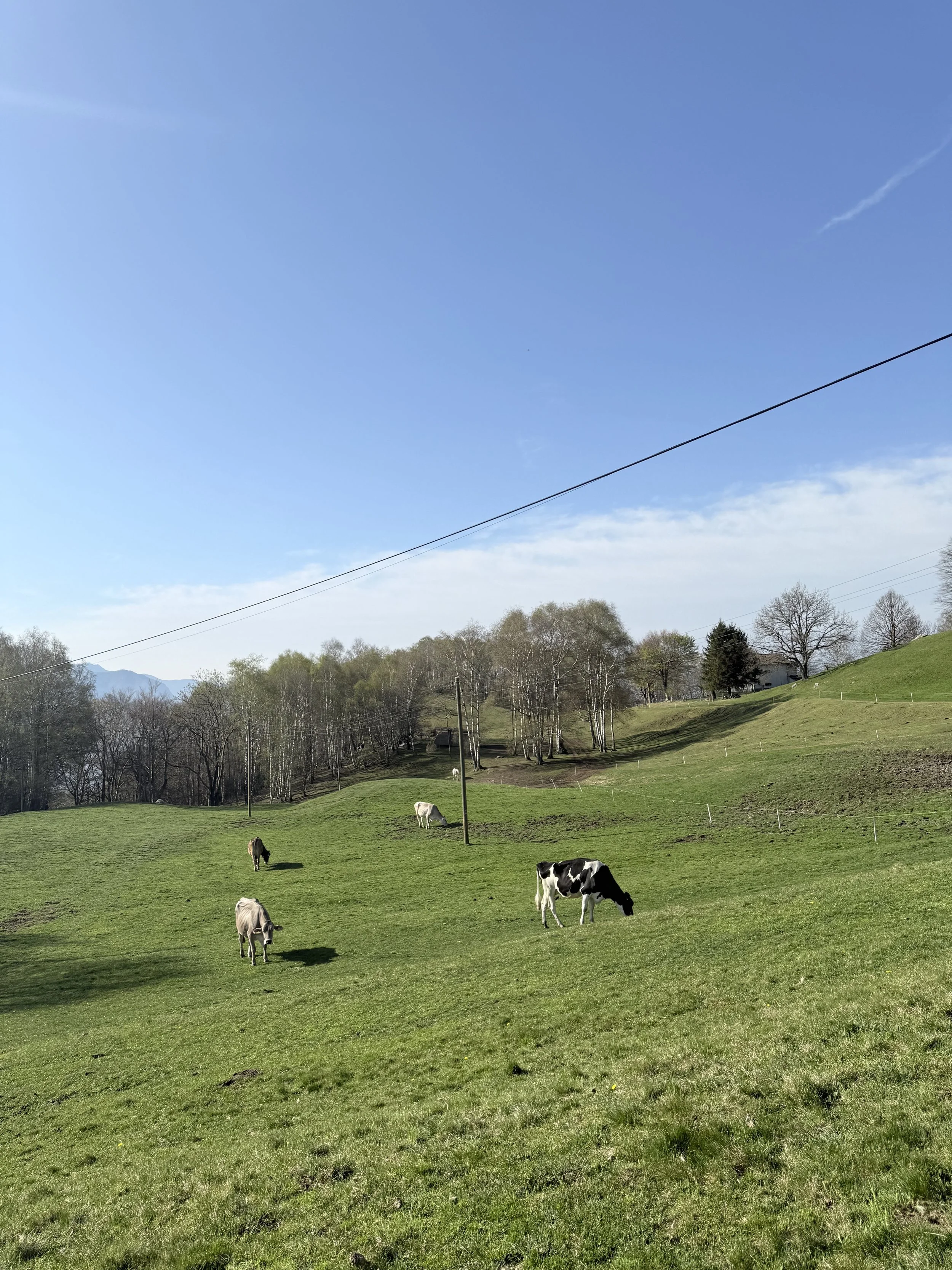 IMG_8130.jpeg