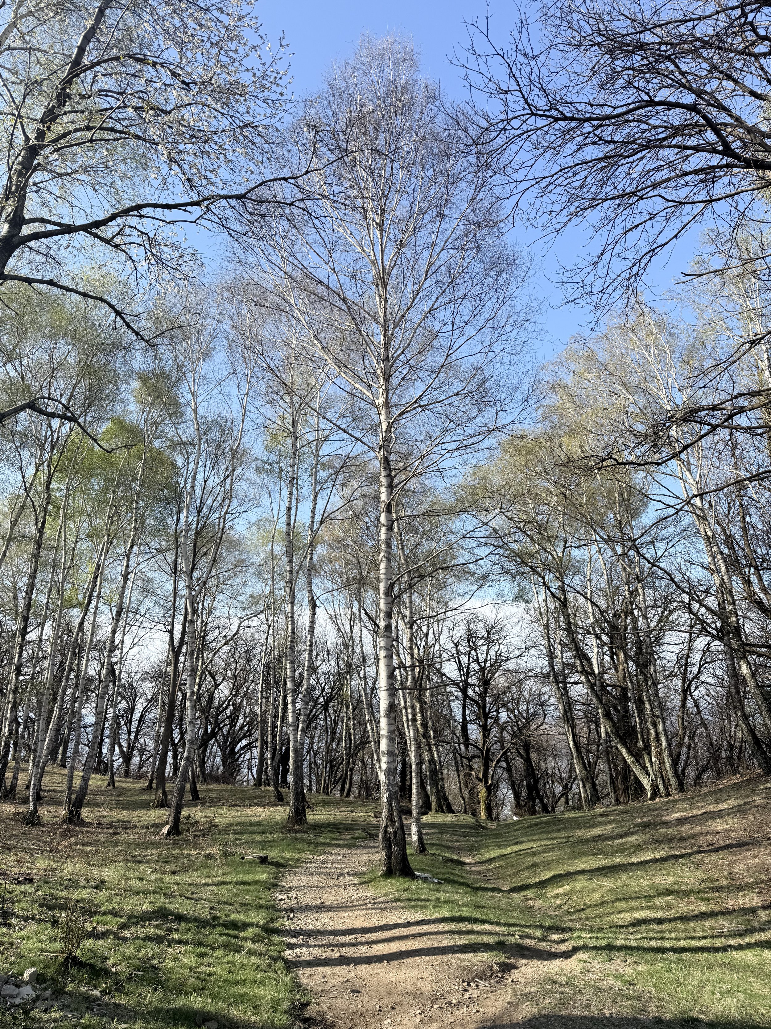IMG_8103.jpeg