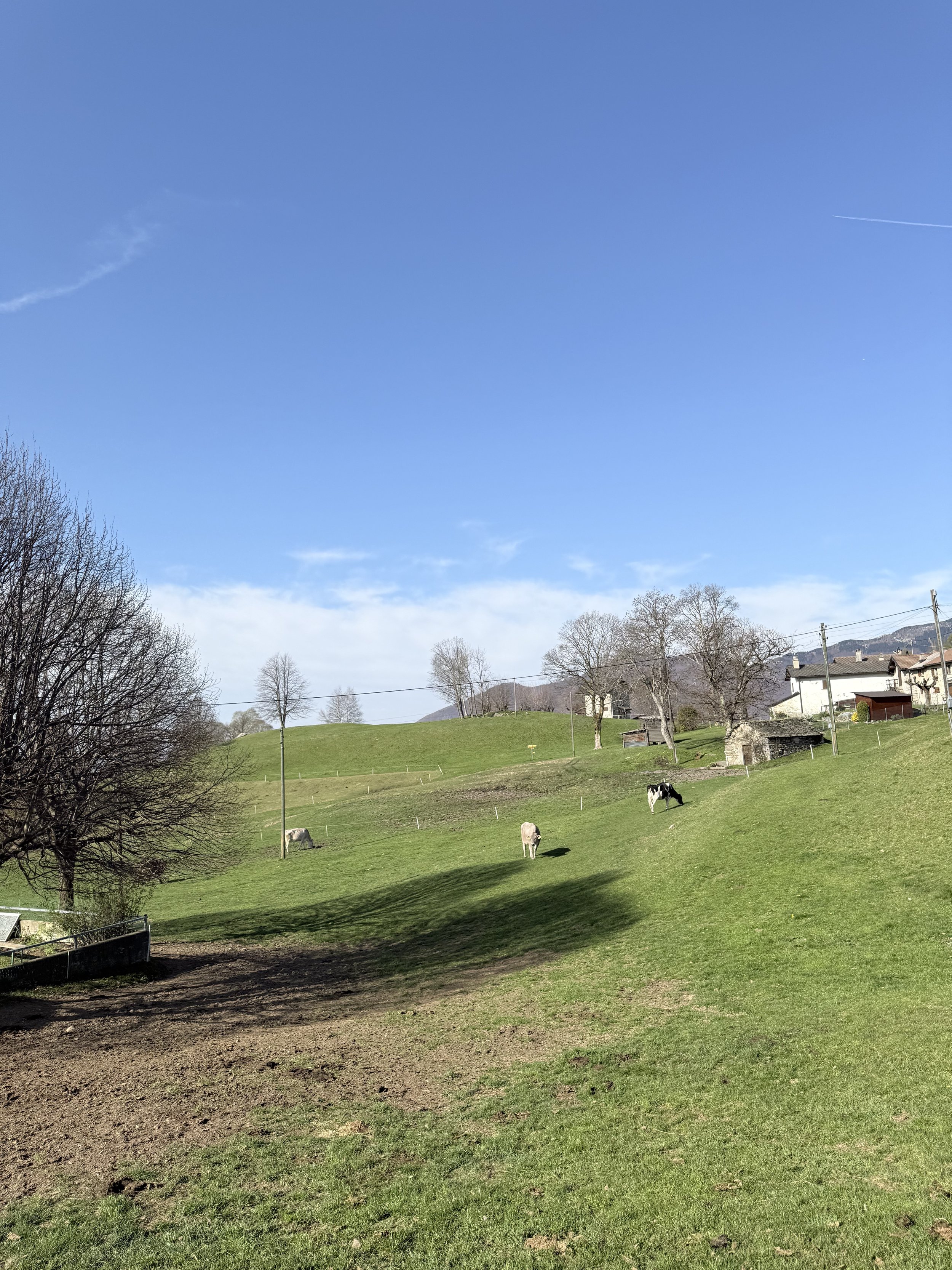 IMG_8132.jpeg