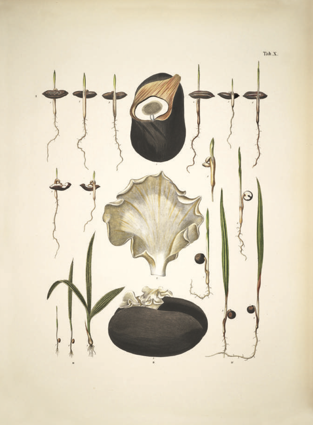 The Secret Life of the Date Palm EPFL