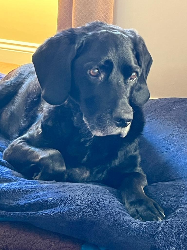 Ruby — Artist Adrian