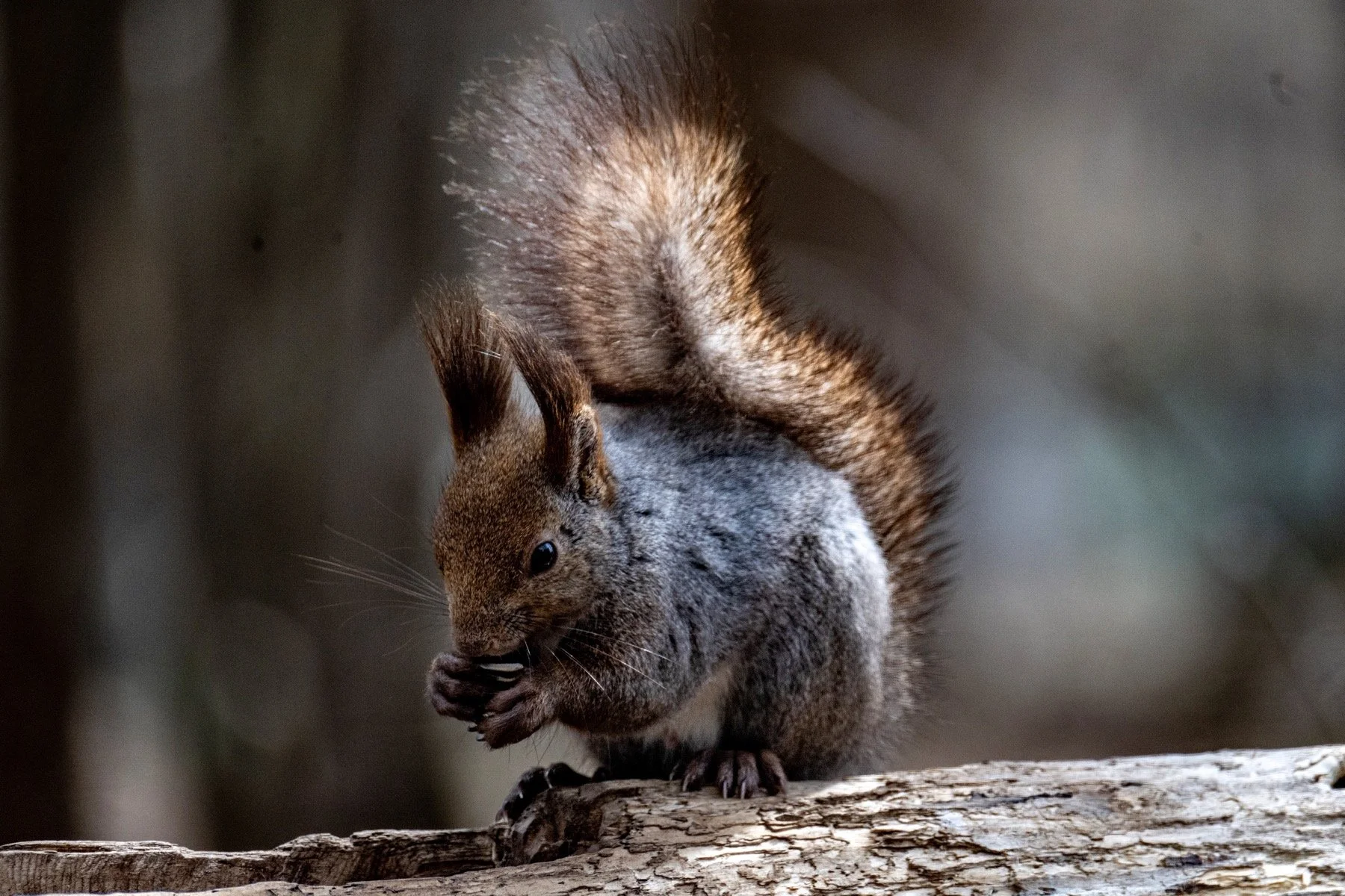 Japan Hokkaido  (Apr 2026))