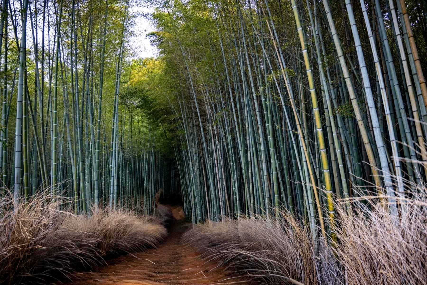 Japan Pt 1  (Apr 2026)