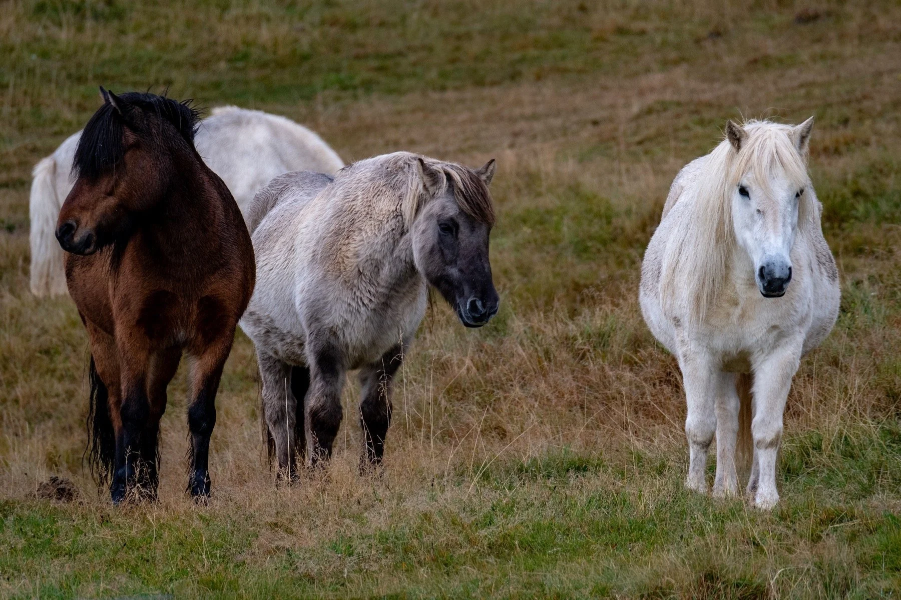Z8F_0996_resize.jpg