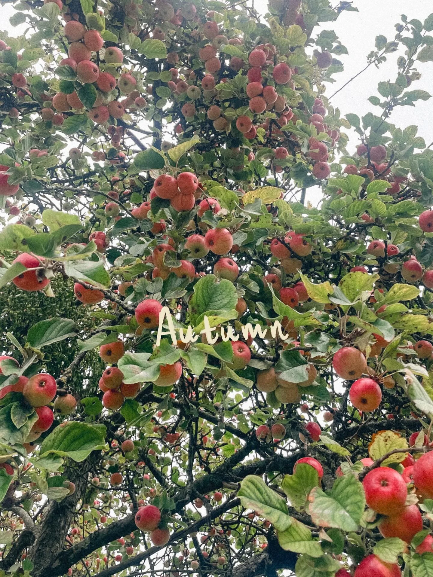 Some chill times and faves this autumn 🍂