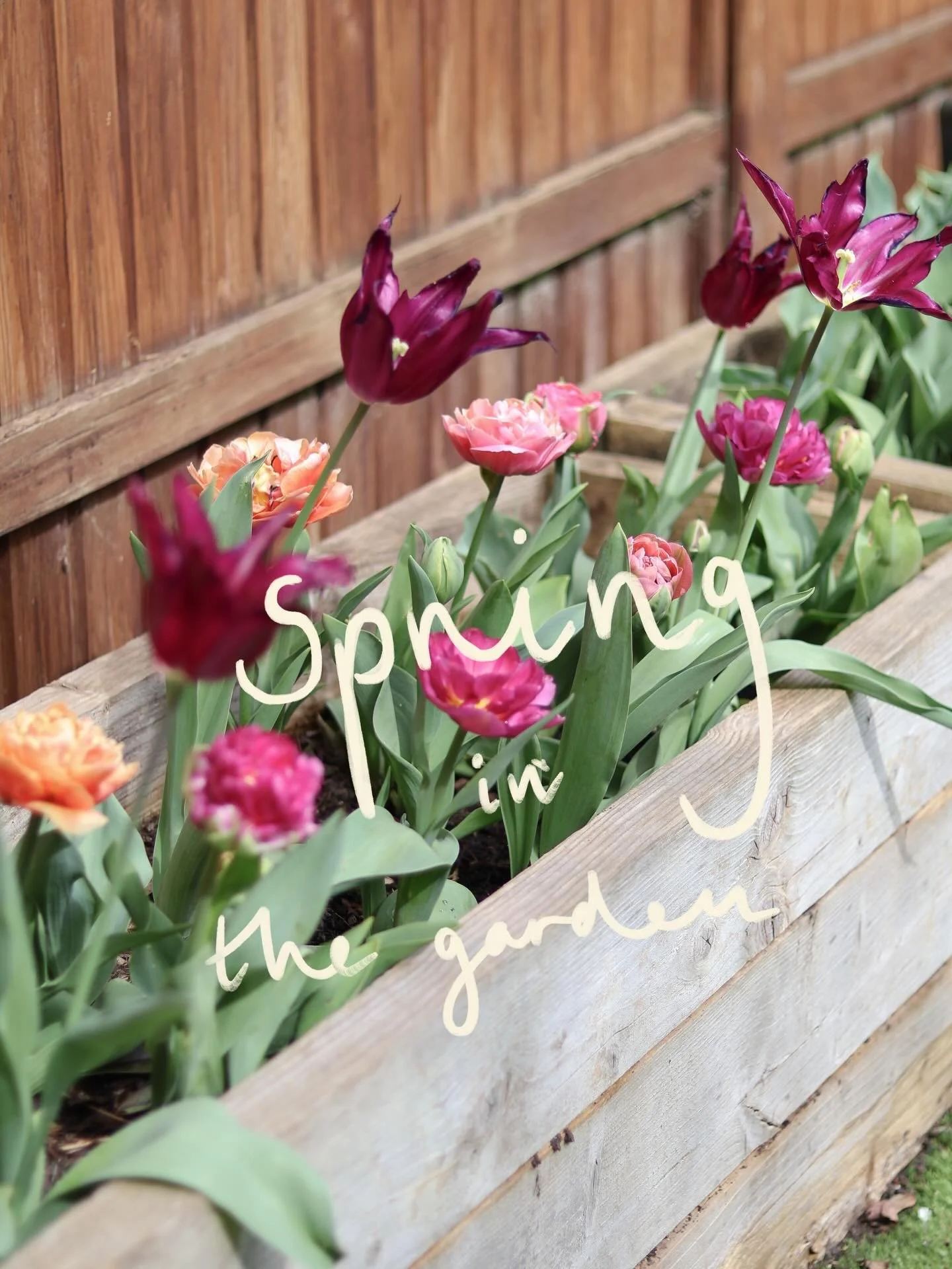 Spring in the garden 🌿

Tulips, roses, sweet peas, Narcissus, more tulips, bluebells, primroses, calendula and more sweet peas ☺️