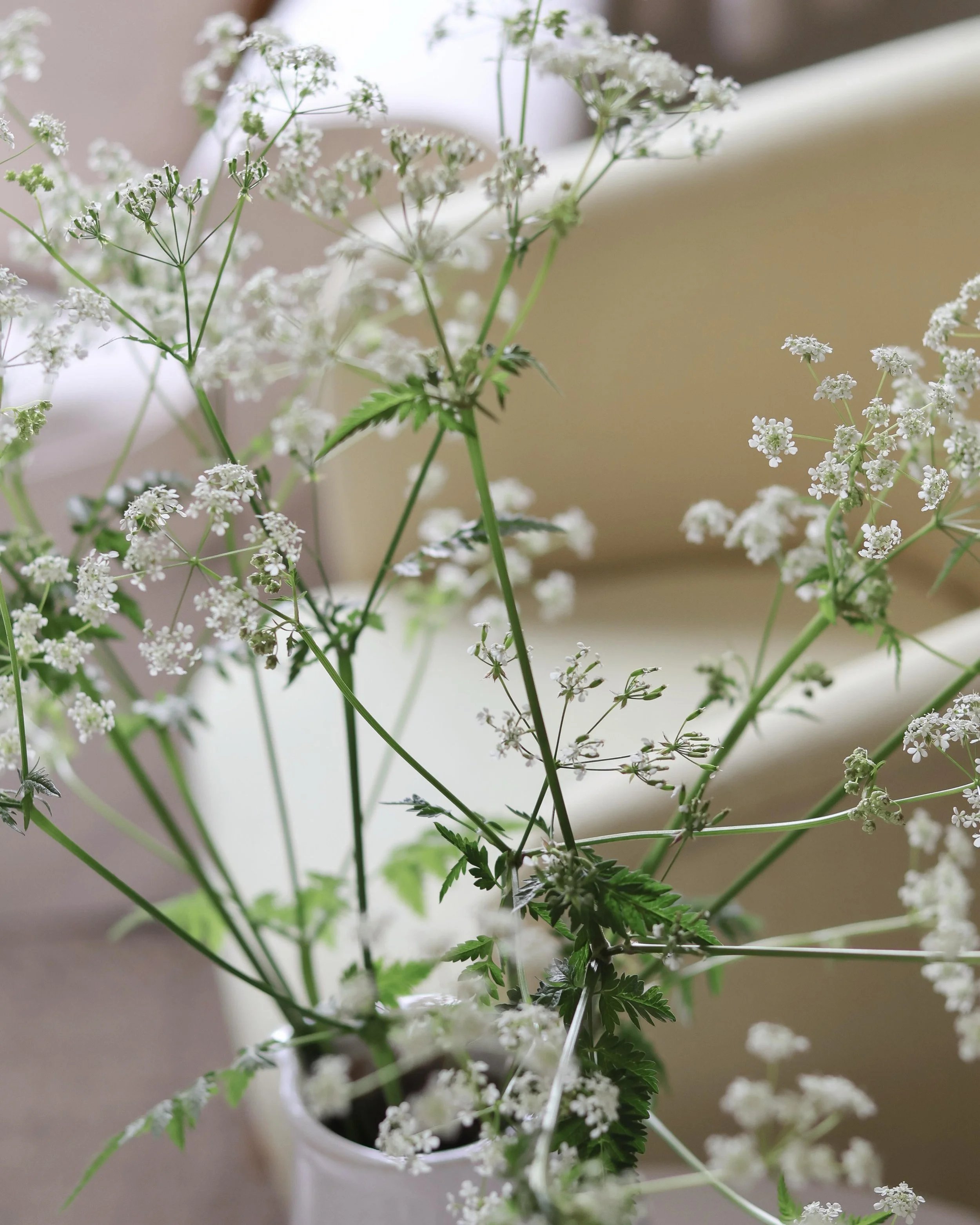 Cow parsley season 🤍