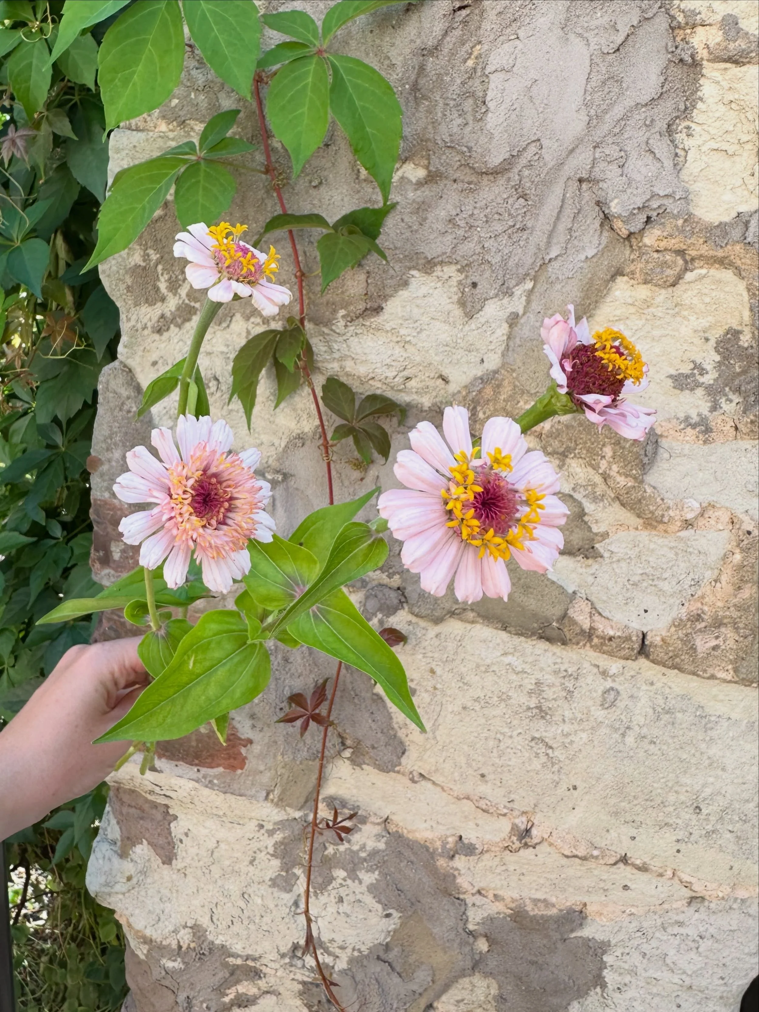 Zinnia love from @sidnyeflowers 🌸