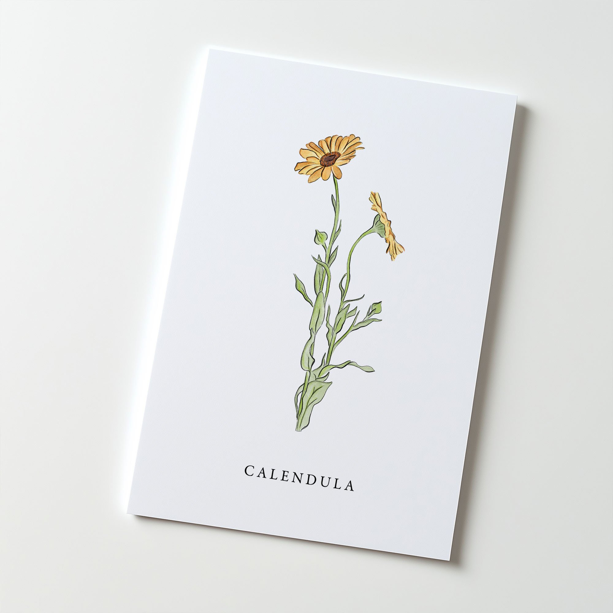 Artboard 3Calendula.jpg