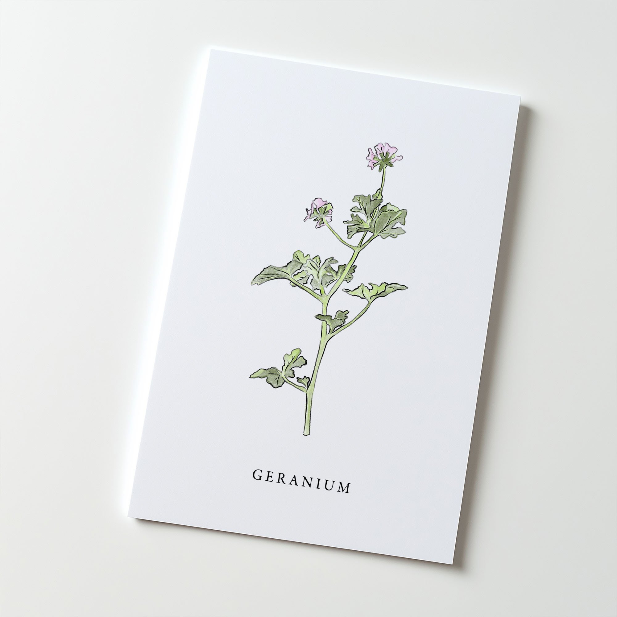 Artboard 3Geranium.jpg