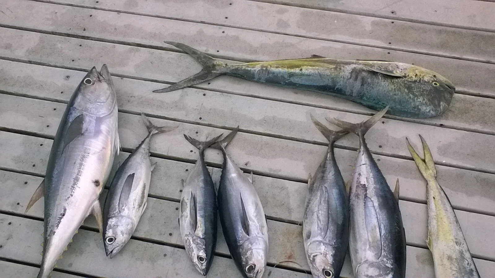 Seven fish laid out on a wooden surface, including a large fish at the top and six smaller fish arranged below.