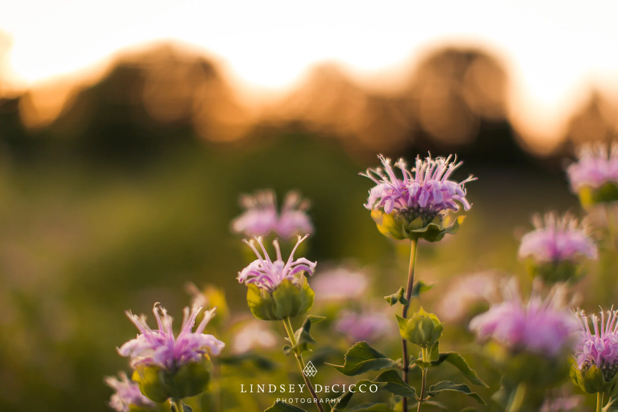 A close-up of delicate purple wildflowers blooming in a field at sunset, softly lit by warm golden-hour light with blurred trees in the background. Photographed by Lindsey DeCicco in Northern Indiana.