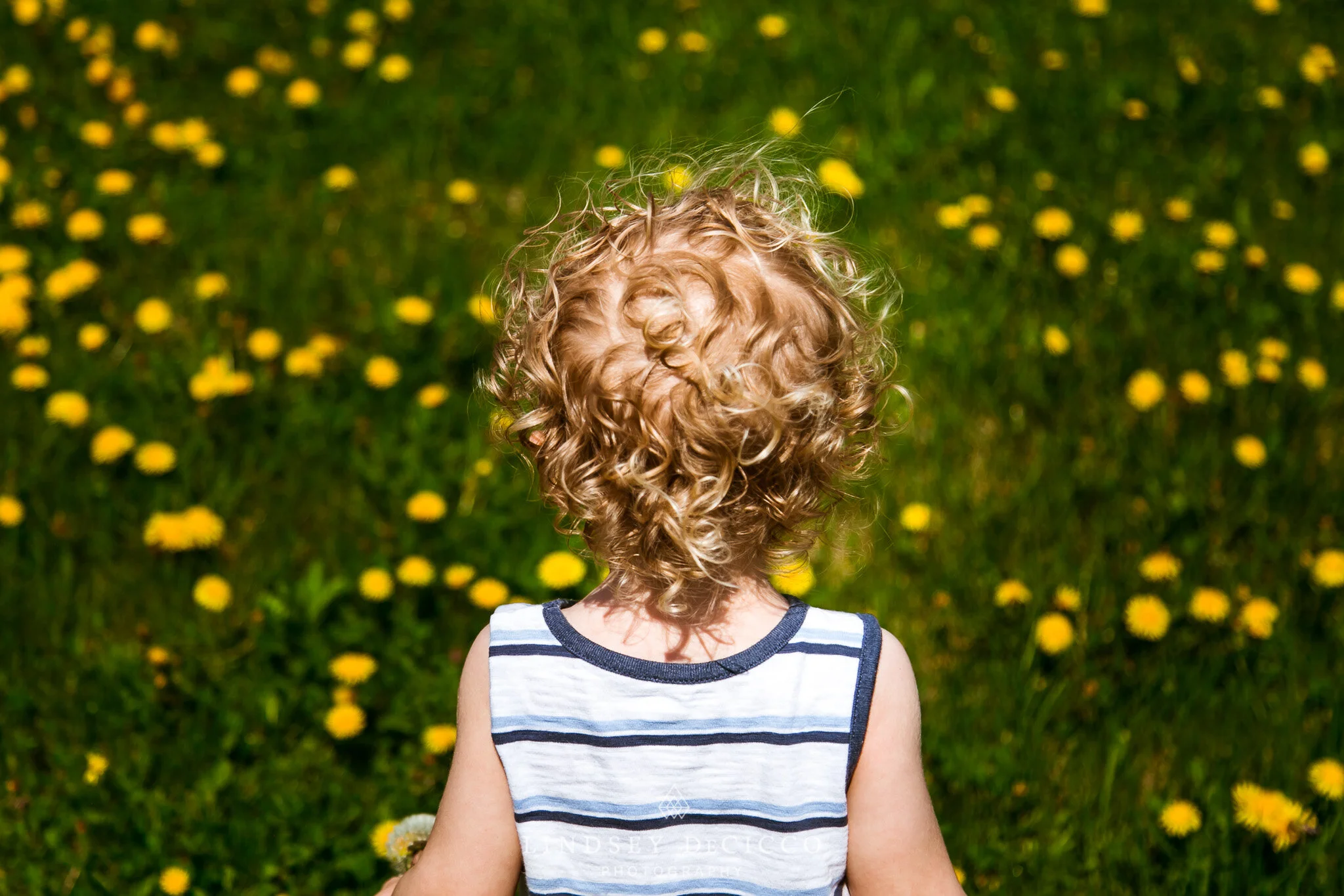 A curly-haired toddler is photographed from behind, standing in a green field filled with yellow dandelions during an outdoor family film session.