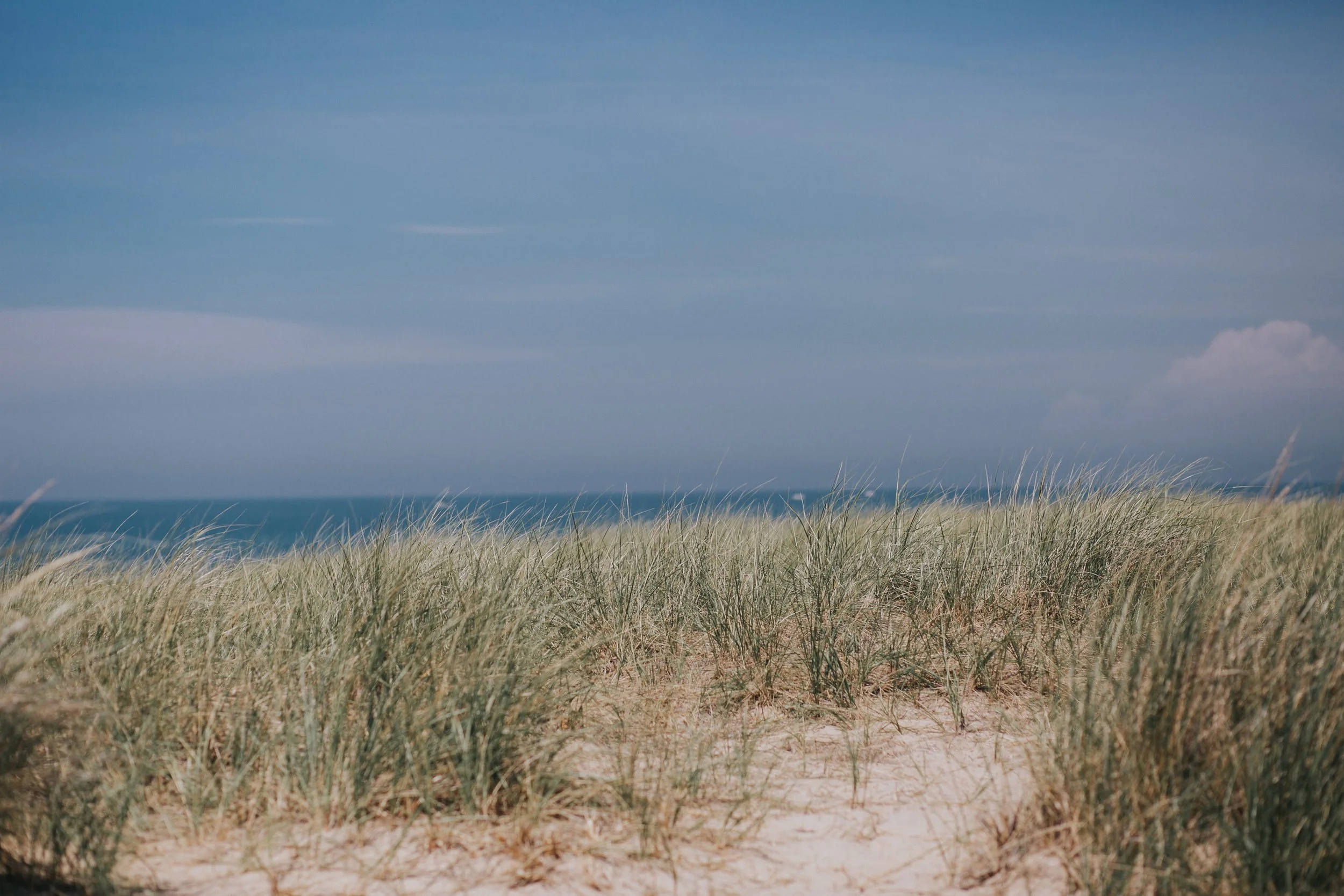 Dune grasses grow out of the beach overlooking Lake Michigan near Ludington.