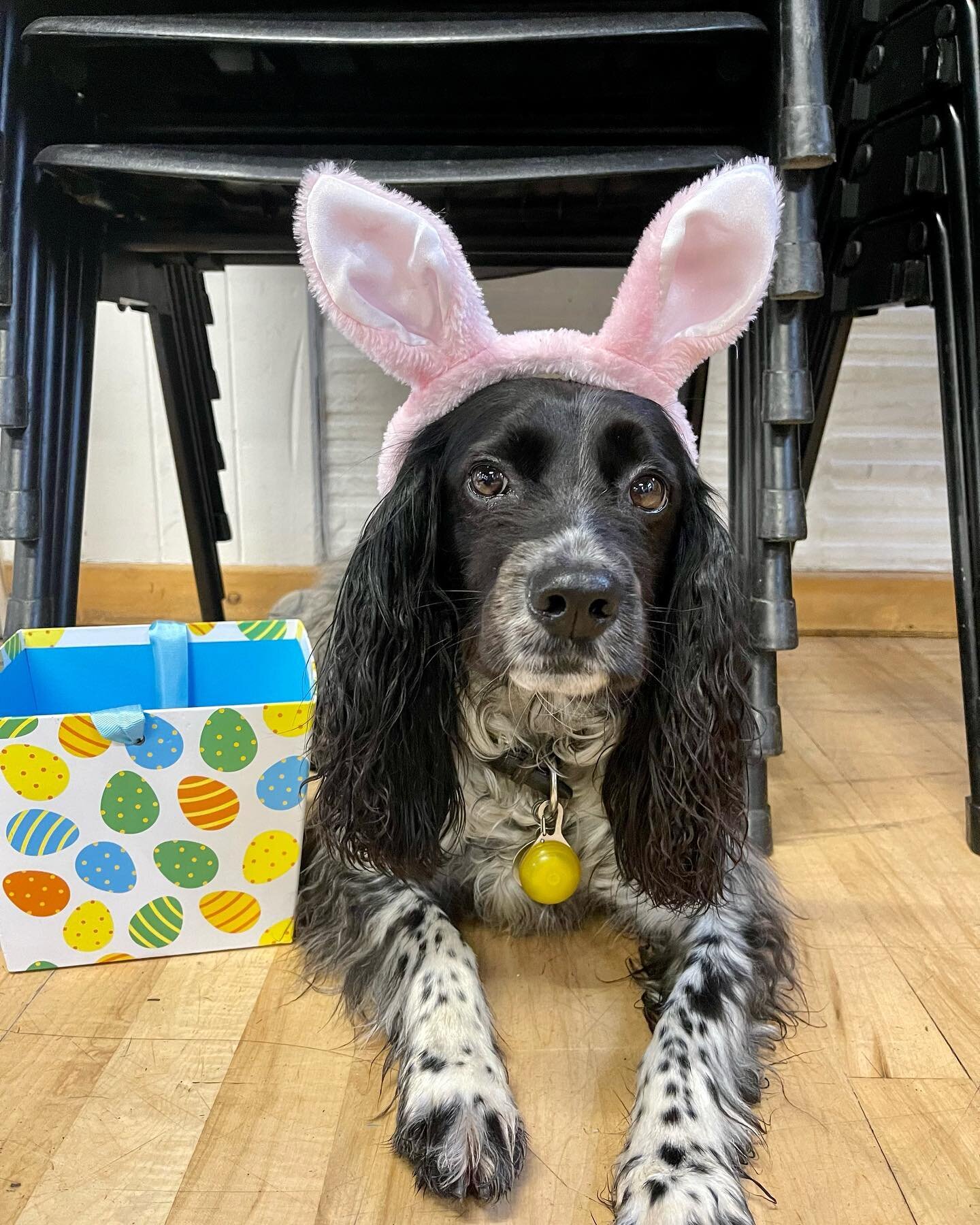 And that&rsquo;s a wrap for Spring term 2023. 

Wishing you a wonderful Easter break.
With love from us and him. 🐾 🐰