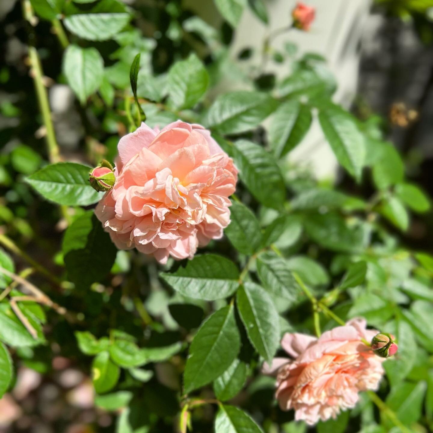 Colette roses climbing up the entrance of my client&rsquo;s home. The fragrance is intoxicating!
.
.
.
#springroses #colette #makeanentrance #cottagehome
